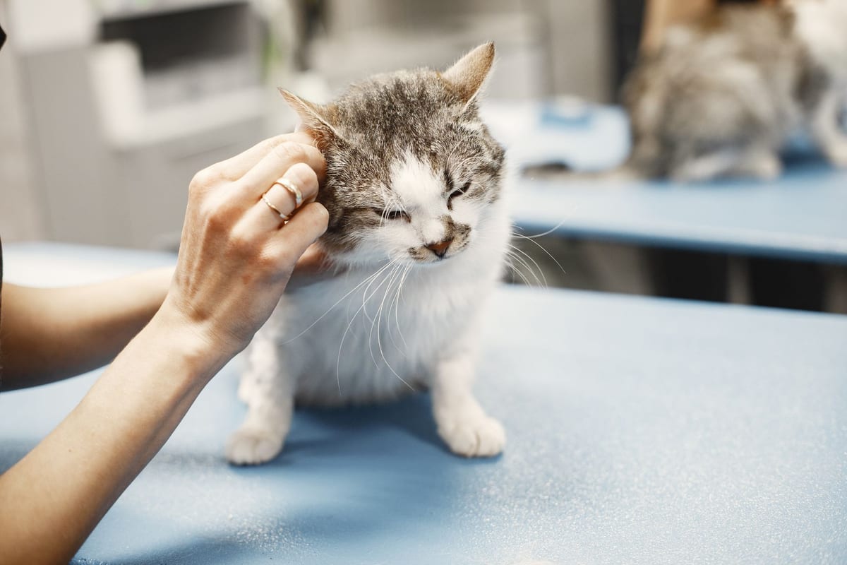 A tabby and white cat being stroked on an examination table