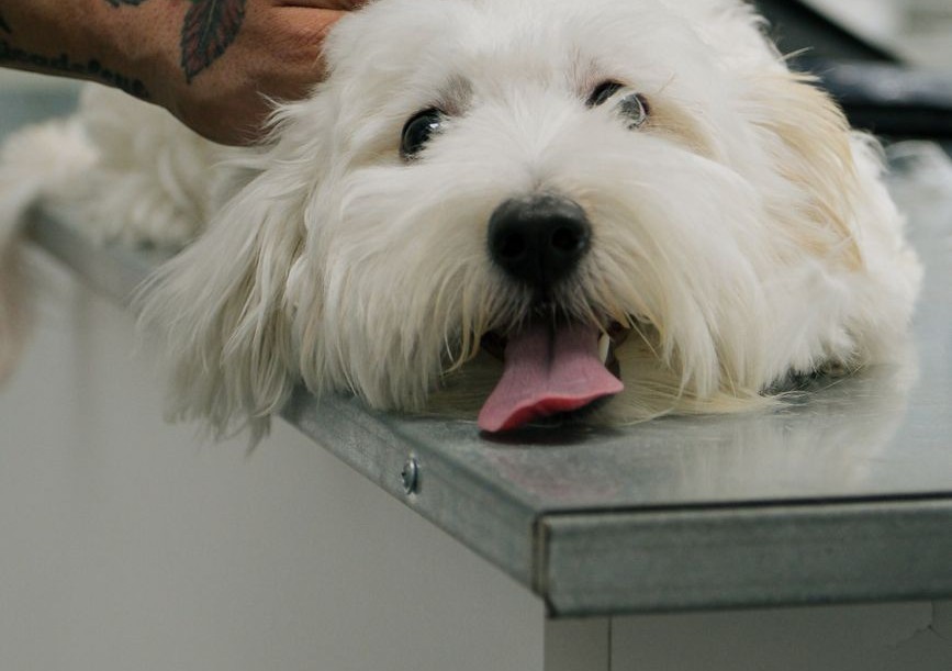 A small white dog lying calmly on an examination table