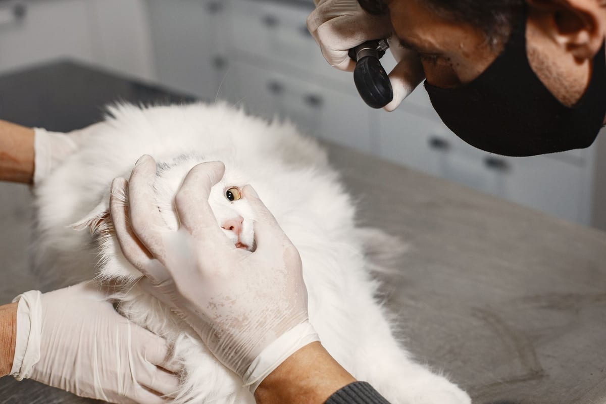 A long-haired white cat held steady on an examination table while a clinician checks its eye