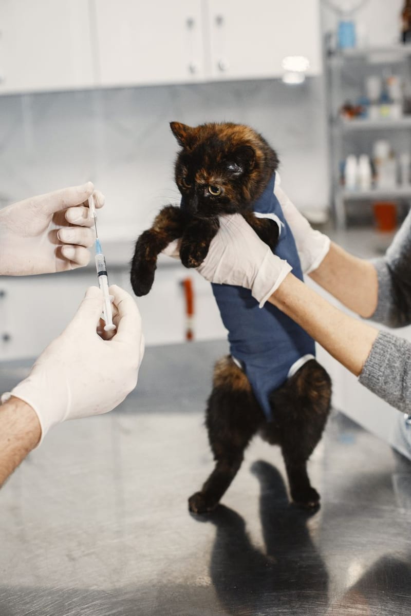 A tortoiseshell kitten wrapped in a towel on a steel table while a vaccine is prepared