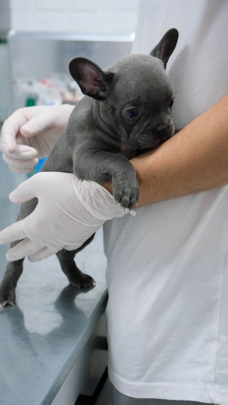 A young French bulldog held in gloved hands on a clinic table